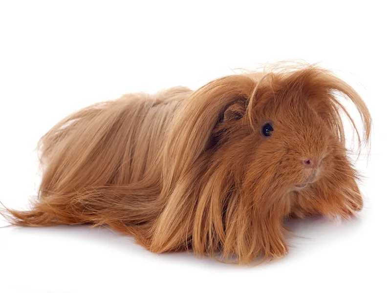 Cobaya peruana de pelo largo