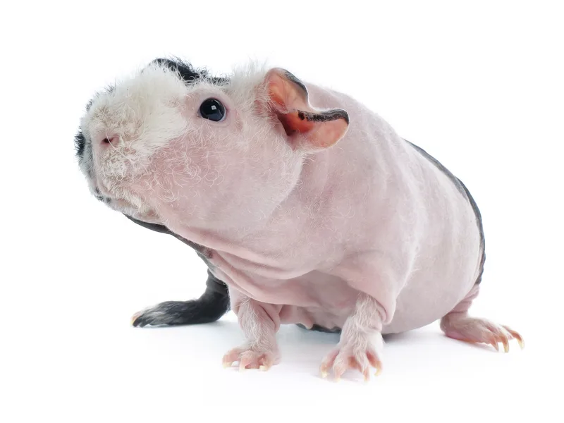 Cobaya skinny sin pelo